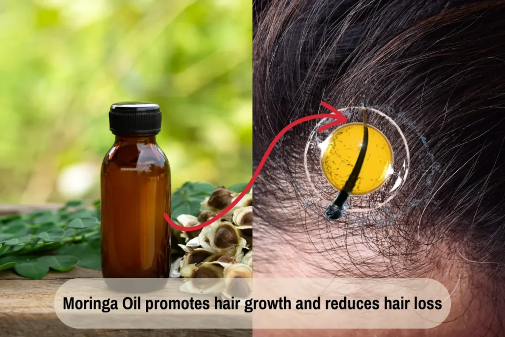 Moringa and Hair Growth Moringa Oil Benefits for Hair Growth